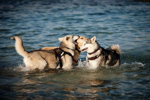 dogsatbeach